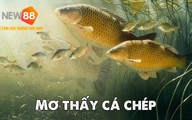 Giải Mã Giấc Mơ Thấy Cá Chép: Khám Phá Bí Ẩn May Mắn Đằng Sau Giấc Mơ